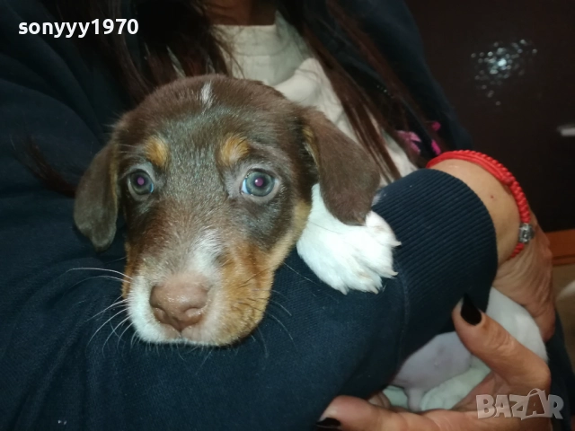 ДЖАК РЪСЕЛ ТЕРИЕР-ДЖАКЧЕ-МЪЖКО КУТРЕ 2509252122, снимка 2 - Джак ръсел териер - 51840023