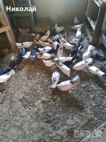 Продавам гълъби бемкалий палбелий поморийски пазарджишки млади бели гълъби за свадба, снимка 1 - Гълъби - 33750811