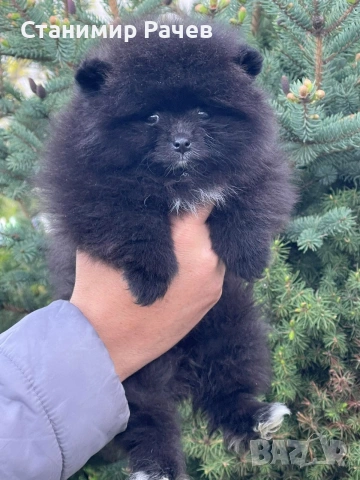 Померан померани , снимка 2 - Померан - 54311169