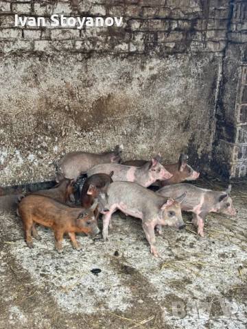 Прасенца , снимка 3 - Прасета - 54025339