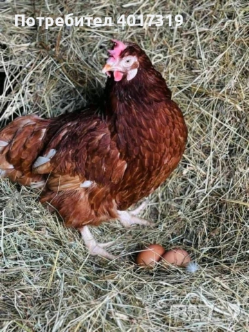 кокошки носачки 