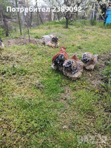 Мини кохин порцелан 