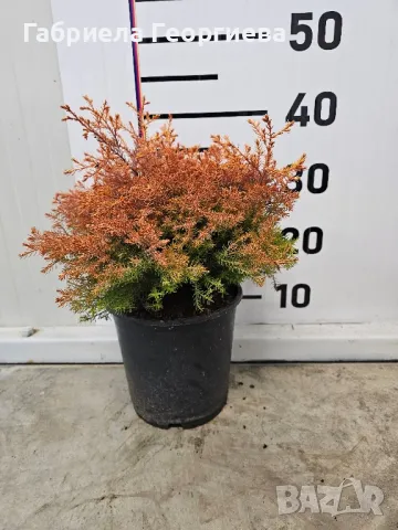 Западна туя "Рейнголд ", снимка 3 - Градински цветя и растения - 48314783