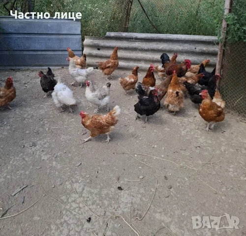 Продавам млади кокошки 