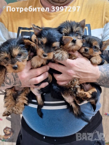 Вече с първа ваксина и обезпаразитени