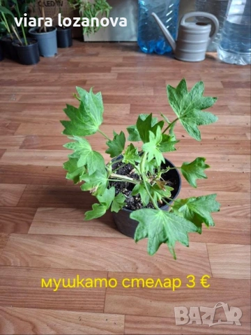 Различни цветя, снимка 8 - Стайни растения - 53278464