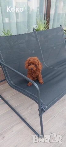 пудел Тийкъп/Той пудел за разплод , снимка 5 - Пудели - 51018130