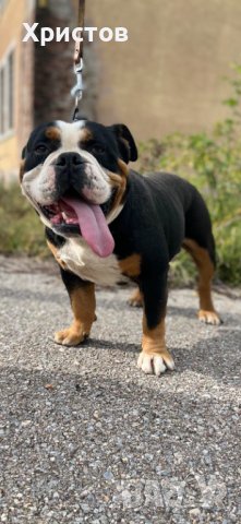 Трицветен английски булдог за разплод, снимка 1