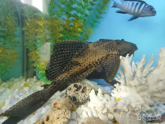 99 лв!!! Големи гибицепси ок. 30 см