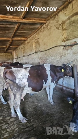 Крава бременна, снимка 1