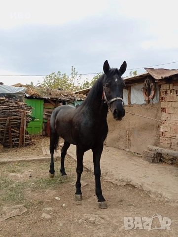 мъжко конче две годишно 