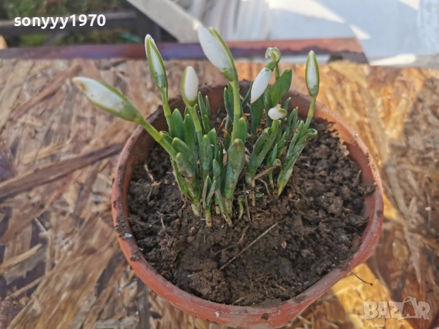 КОКИЧЕНЦА В САКСИЯ С ЛУКОВИЦИ 2801261400, снимка 2 - Градински цветя и растения - 53257522
