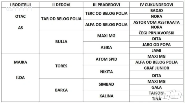 ягдтериер със родословие на 4 месеца , снимка 5 - Ягдтериер - 53300136