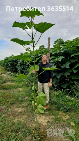 Пауловния БГ ООД фиданки Shan Tong – промо пакети и коренови резници