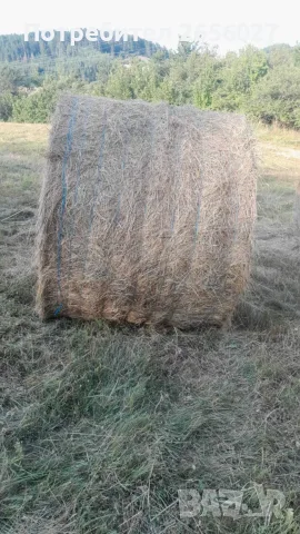 Бали ливадно сено област Враца размери 150/120, снимка 3 - Крави - 56272617