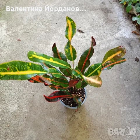 стайни цветя и комплекти, снимка 2 - Стайни растения - 56140185