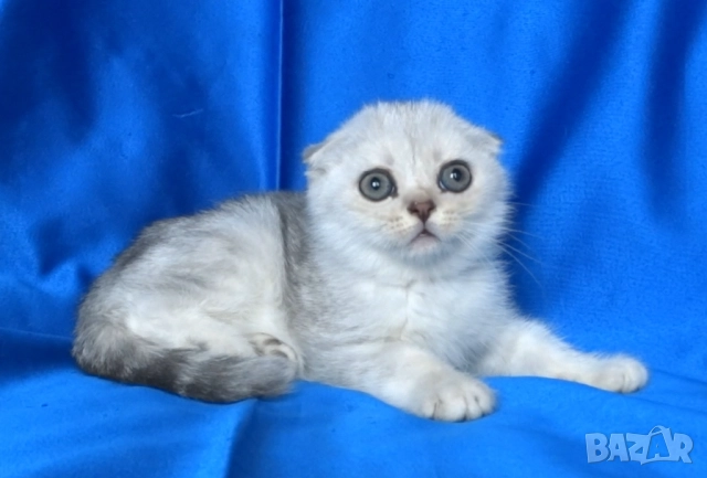 Клепоухо късокосместо - с зелени очи, снимка 5 - Британска късокосместа - 52373949