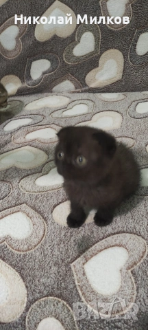 Британски котета 