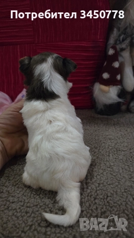 мини йоркшири бяли, снимка 11 - Йоркширски териер - 52826082