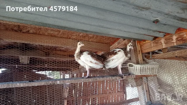 паунчета арлекини , снимка 2 - други­ - 55426793