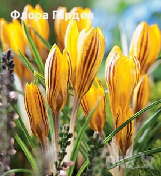 Луковици ЛАЛЕТА И ДРУГИ, снимка 15 - Сортови семена и луковици - 50970511