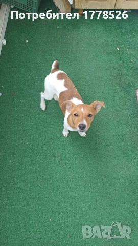 Джак Ръсел Териер, снимка 8 - Джак ръсел териер - 51953290