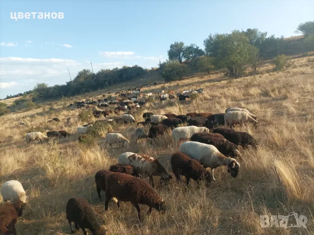Млади балкански овце започват да се агнят 