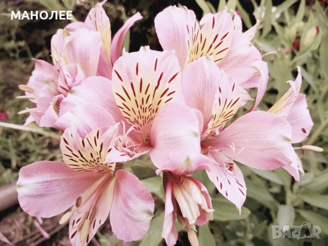 🪷🪷🪷Алстромерия🪷🎁🪷