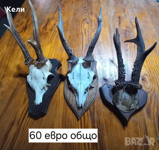 рога от сръндак , снимка 2 - Декорация за дома - 56075854