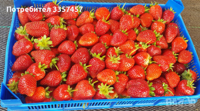 Prodavam korencheta celogodishni qgodi 2 sorta Selva i ostara, снимка 4 - Разсади - 44673049