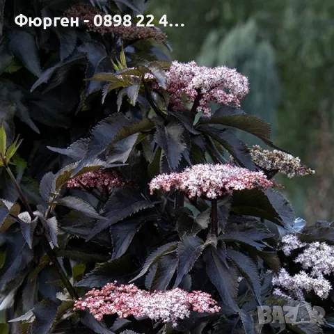Бъз „Черна кула“ – Sambucus nigra ‘Black Tower’