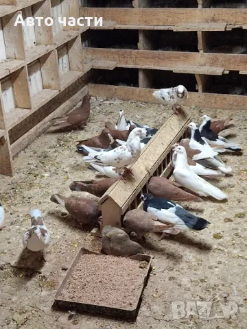 пазарджишки гълаби на хвърче не, снимка 11 - Гълъби - 48931184