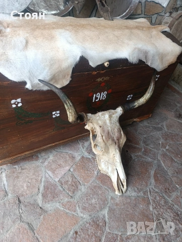 череп на крава, снимка 2 - Други ценни предмети - 54028962