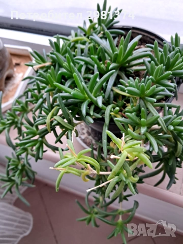 Делосперма, снимка 2 - Стайни растения - 53246797