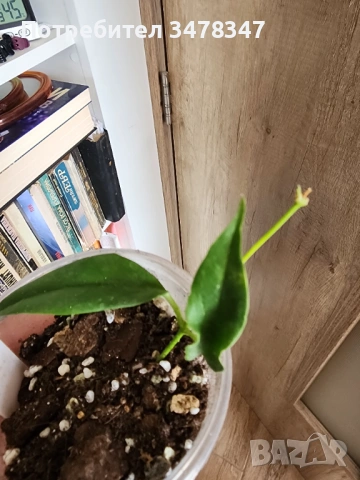 Хоя Buotii cv.Sunriser