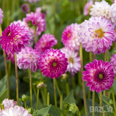 Далия Pink Isa , снимка 2 - Градински цветя и растения - 44334181
