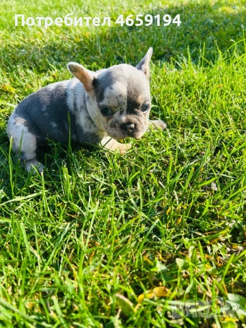 Френски Булдог, снимка 10 - Френски булдог - 52517082