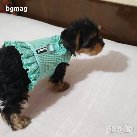 Йоркширски териер мини йорки., снимка 9 - Йоркширски териер - 51929023