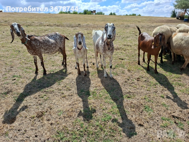 Заплодени овце и кози, снимка 1