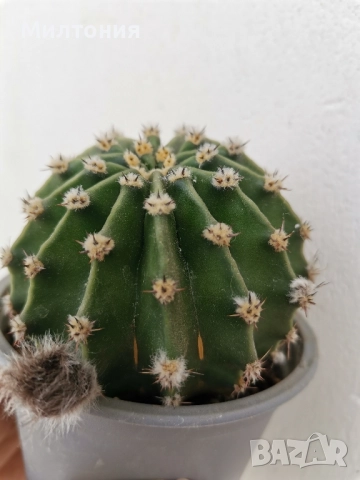 кактус ехинопсис , снимка 3 - Стайни растения - 51625446