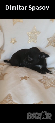 Мъжко и Женско Кученце Куче Мини Чихуахуа, снимка 10 - Чихуахуа - 54002011