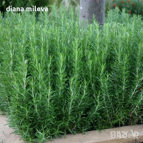 Розмарин, студоустойчив!!, снимка 1