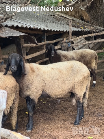 Овен плевенски черноглав