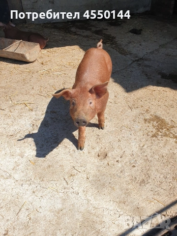 Прасе Дюрок, снимка 2 - Прасета - 54120276