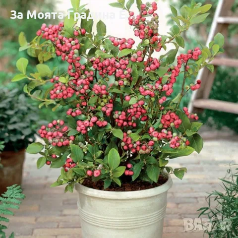 Боровинка -Разсад , снимка 4 - Градински цветя и растения - 49425790