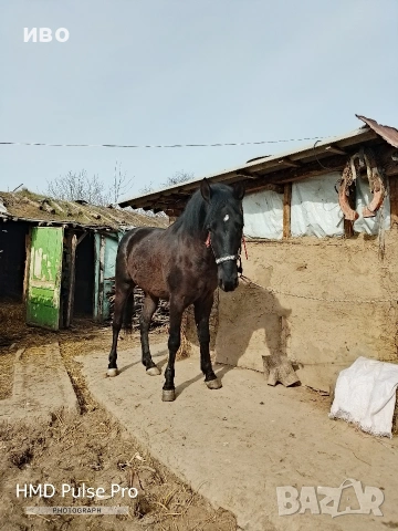 конче, снимка 2 - Коне - 54082465