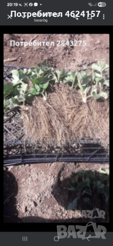 Продавам разсад ягоди, снимка 9 - Сортови семена и луковици - 54183179