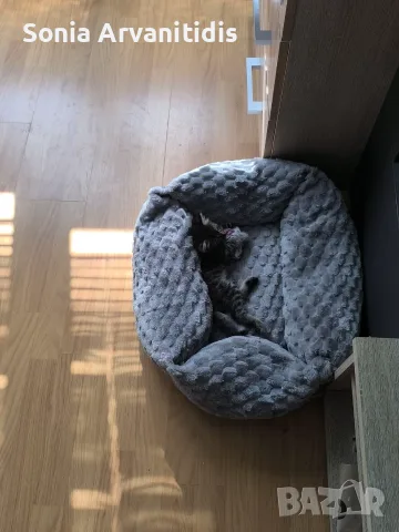 Коте на два месеца , снимка 7 - Други - 56251027