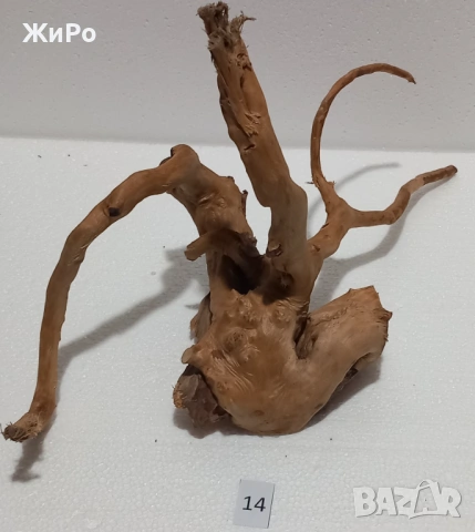 Корен от Азалия /декорация/ 14, снимка 5 - Други - 48578072