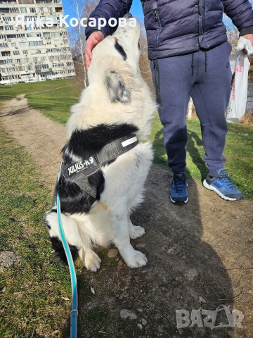 Младо куче търси своя дом!, снимка 5 - Други - 52008103